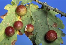 Attēlu rezultāti vaicājumam “Cynips quercusfolii”