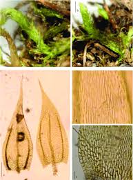 Attēlu rezultāti vaicājumam “Brachythecium”