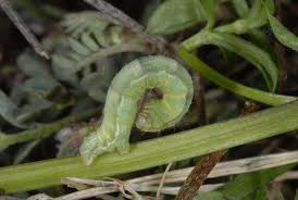 Attēlu rezultāti vaicājumam “Camptogramma bilineata”