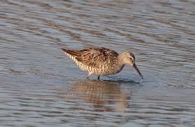 Image result for Calidris himantopus