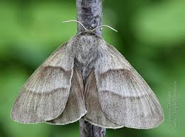 Attēlu rezultāti vaicājumam “Macrothylacia rubi”