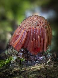 Attēlu rezultāti vaicājumam “Stemonitis flavogenita”