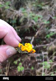 Attēlu rezultāti vaicājumam “Dacrymyces chrysospermus spores”