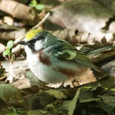 Image result for Dendroica pensylvanica