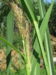 Attēlu rezultāti vaicājumam “Echinochloa crus-galli fruit”