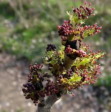 Attēlu rezultāti vaicājumam “Fraxinus excelsior flower”