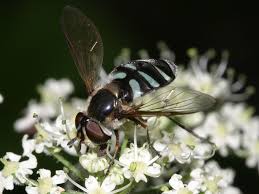 Attēlu rezultāti vaicājumam “Didea alneti”