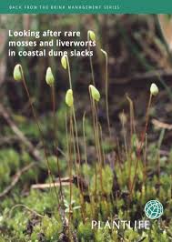 Attēlu rezultāti vaicājumam “Bryum neodamense”