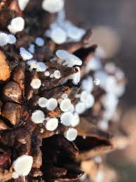 Attēlu rezultāti vaicājumam “Craterium minutum stalked”