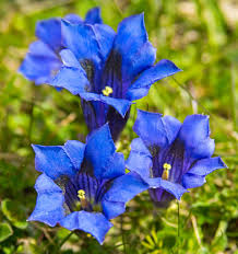 Image result for Enzian