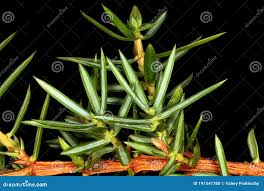 Attēlu rezultāti vaicājumam “Juniperus communis leaf”