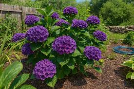 Attēlu rezultāti vaicājumam “Hydrangea”