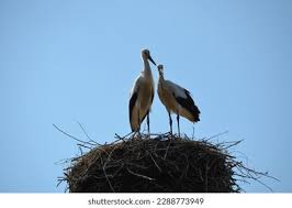 Attēlu rezultāti vaicājumam “Ciconia ciconia nest”