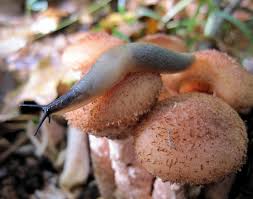 Attēlu rezultāti vaicājumam “Krynickillus melanocephalus”