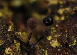 Attēlu rezultāti vaicājumam “Comatricha nigra spores”