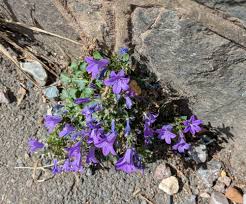 Image result for Campanula affinis