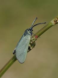 Attēlu rezultāti vaicājumam “Adscita statices”