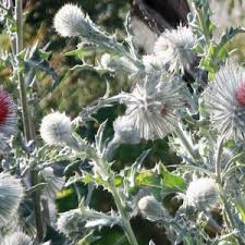 Attēlu rezultāti vaicājumam “Cirsium x rigens flower”