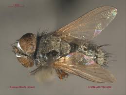 Attēlu rezultāti vaicājumam “Tachinidae”