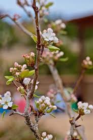 Attēlu rezultāti vaicājumam “Pyrus communis flower”