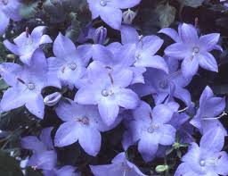 Image result for Campanula isophylla