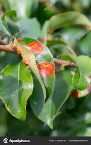 Attēlu rezultāti vaicājumam “Gymnosporangium sabinae”