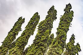 Attēlu rezultāti vaicājumam “Paraleucobryum longifolium”