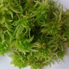 Attēlu rezultāti vaicājumam “Sphagnum palustre”