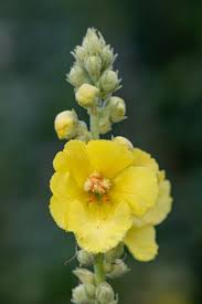 Attēlu rezultāti vaicājumam “Verbascum thapsus”