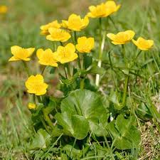 Attēlu rezultāti vaicājumam “Caltha palustris”