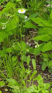 Attēlu rezultāti vaicājumam “Erigeron annuus leaf”