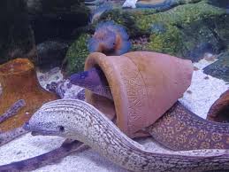 Image result for Muraena helena