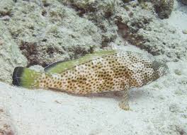 Image result for Epinephelus guttatus