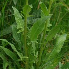 Attēlu rezultāti vaicājumam “Bunias orientalis”