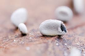 Attēlu rezultāti vaicājumam “Stemonitopsis typhina spores”