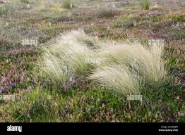 Attēlu rezultāti vaicājumam “Festuca ovina”