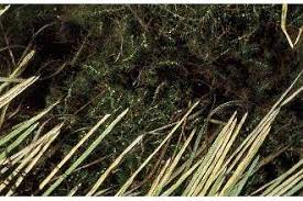 Attēlu rezultāti vaicājumam “Callitriche hermaphroditica”