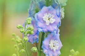 Image result for Delphinium