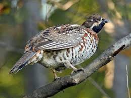 Attēlu rezultāti vaicājumam “Bonasa bonasia eggs”