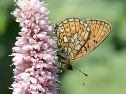Attēlu rezultāti vaicājumam “Boloria eunomia upperside”