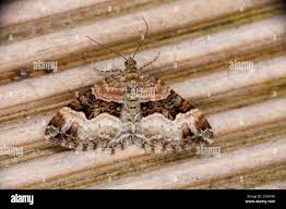 Attēlu rezultāti vaicājumam “Xanthorhoe biriviata”