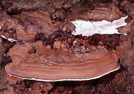 Attēlu rezultāti vaicājumam “Ganoderma applanatum”