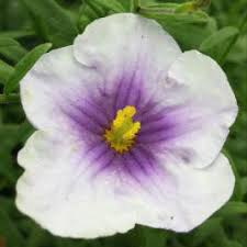 Image result for Nierembergia