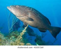 Image result for Mycteroperca bonaci