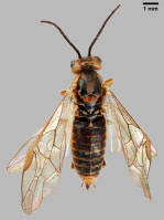 Attēlu rezultāti vaicājumam “Euura brevicornis”