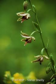 Attēlu rezultāti vaicājumam “Epipactis helleborine fruit”