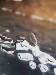 Attēlu rezultāti vaicājumam “Diderma chondrioderma spores”