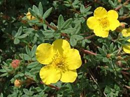 Attēlu rezultāti vaicājumam “Potentilla erecta fruit”