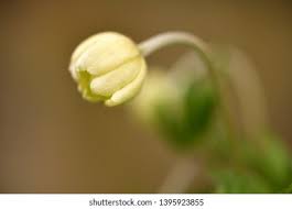 Attēlu rezultāti vaicājumam “Anemone sylvestris bud”