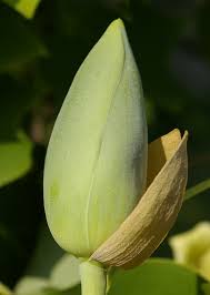 Attēlu rezultāti vaicājumam “Liriodendron tulipifera bud”